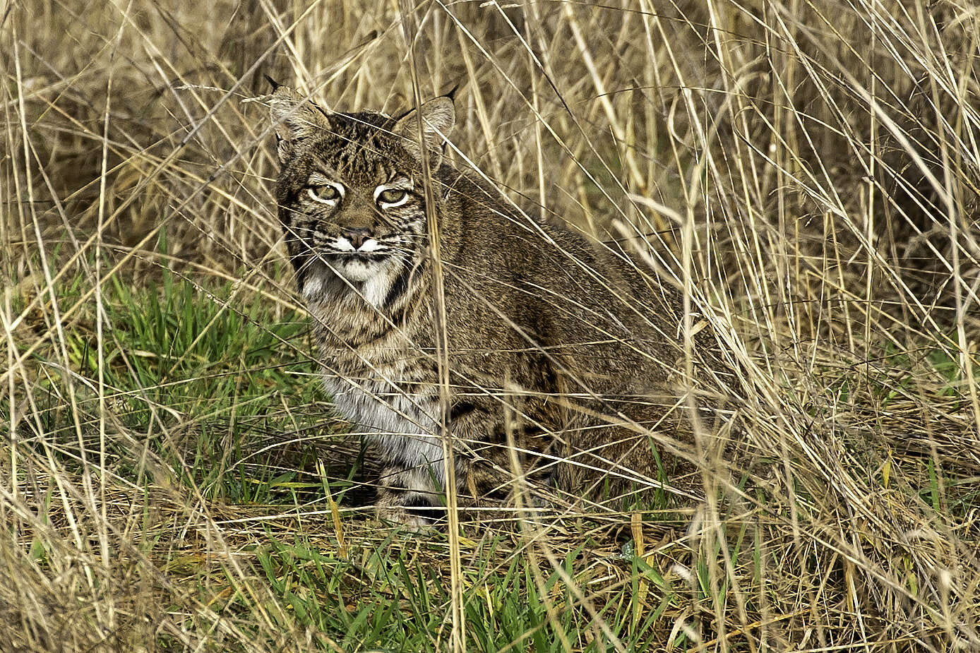 Bobcat
