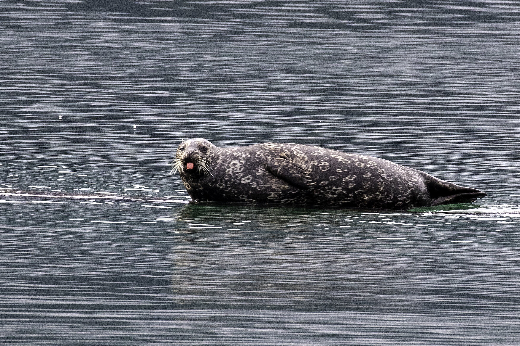 Harbour Seal