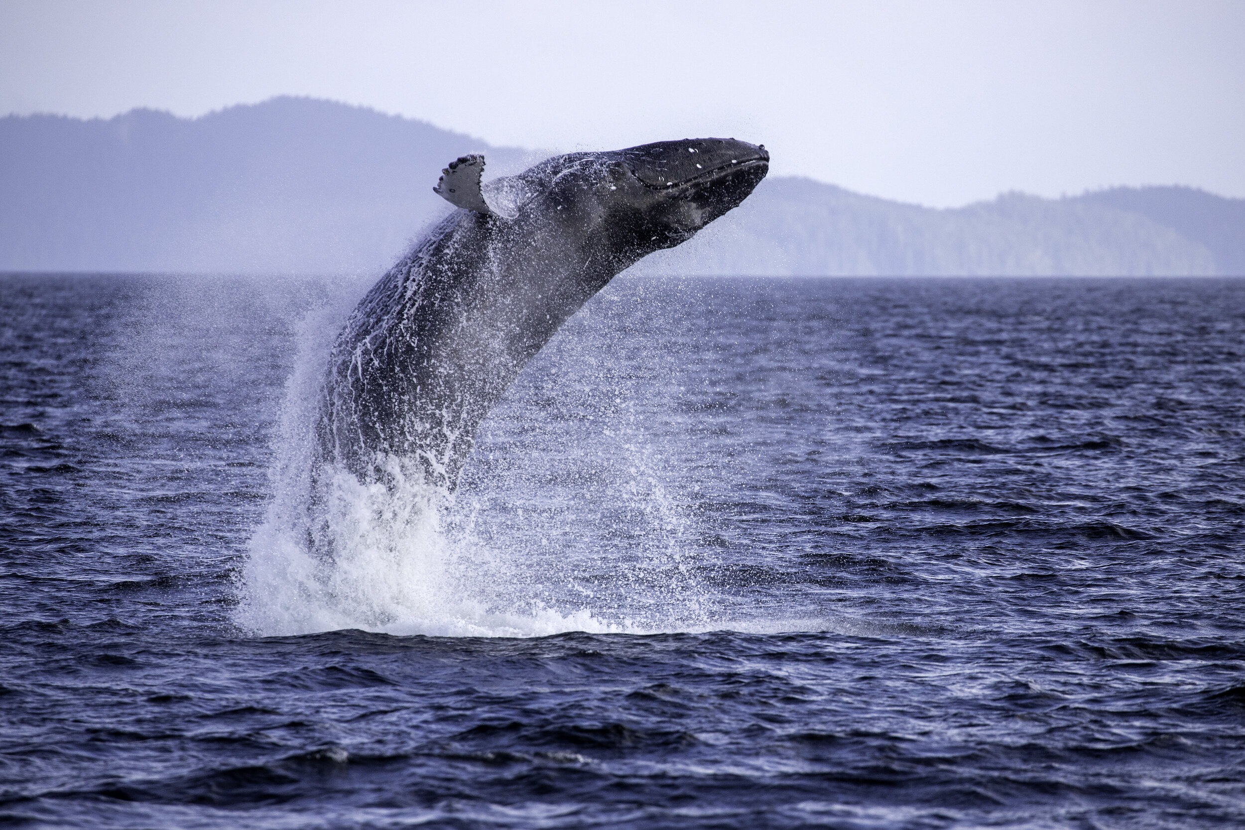 Breaching Humpback