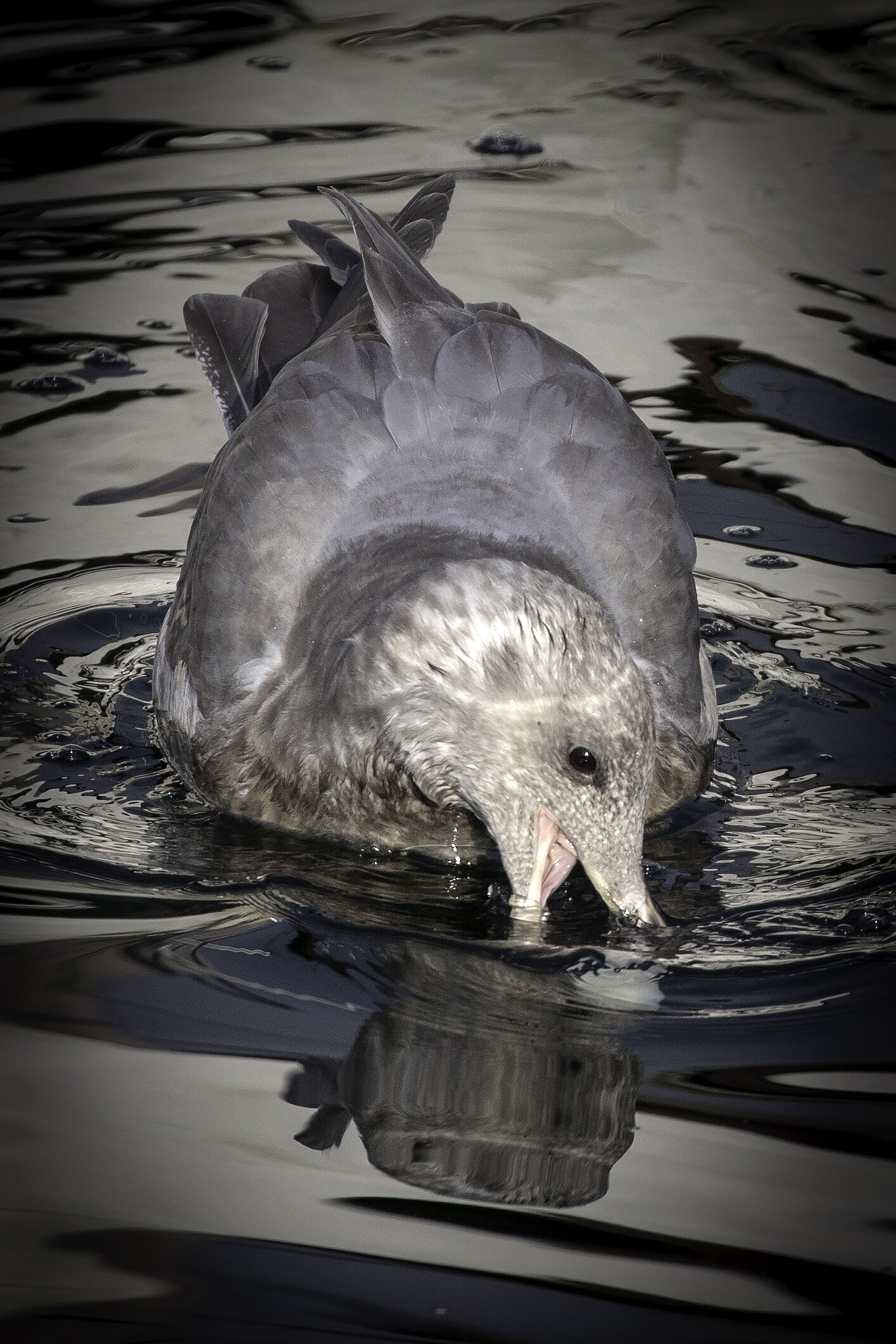 Dockside Gull