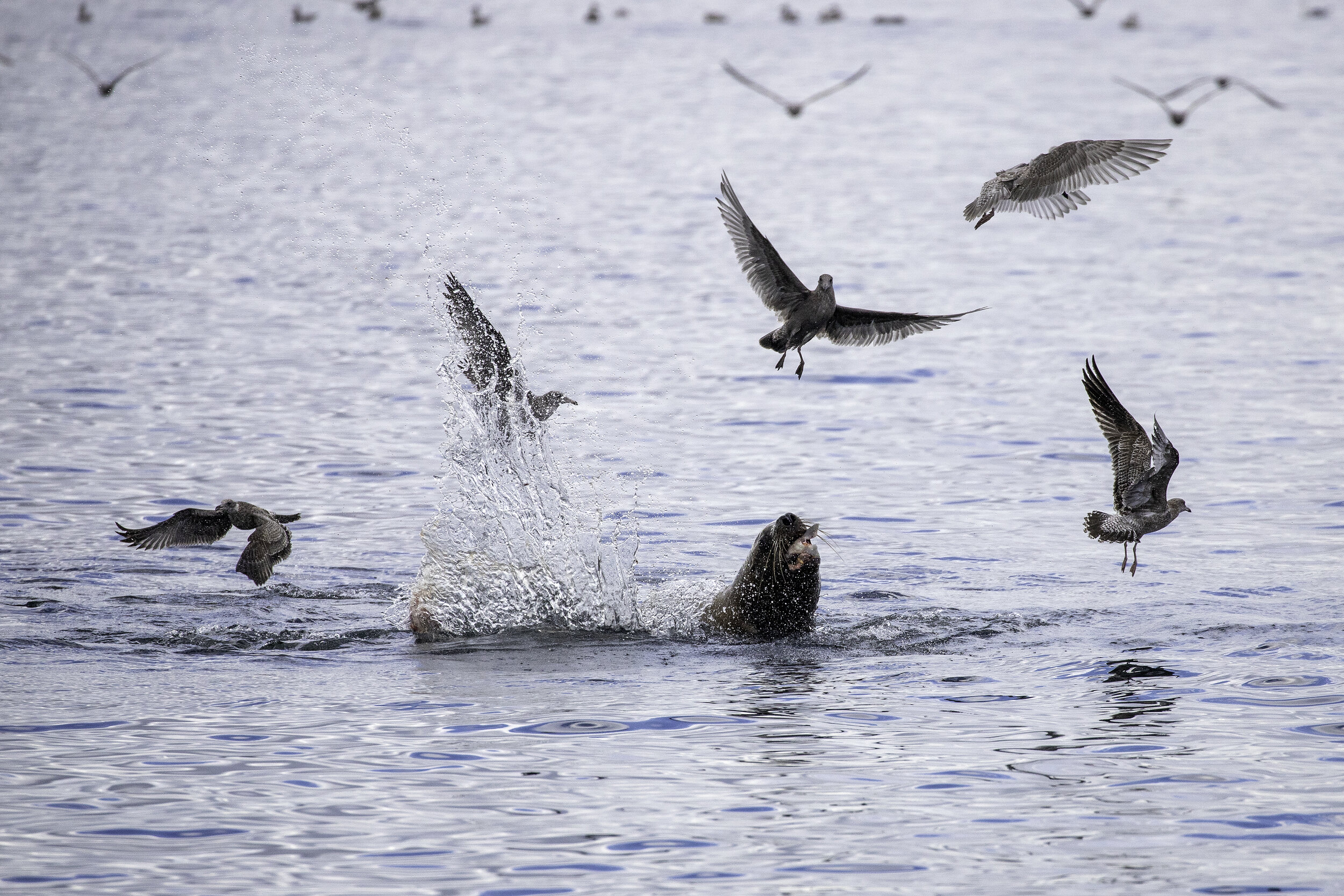Sushi for Sealions