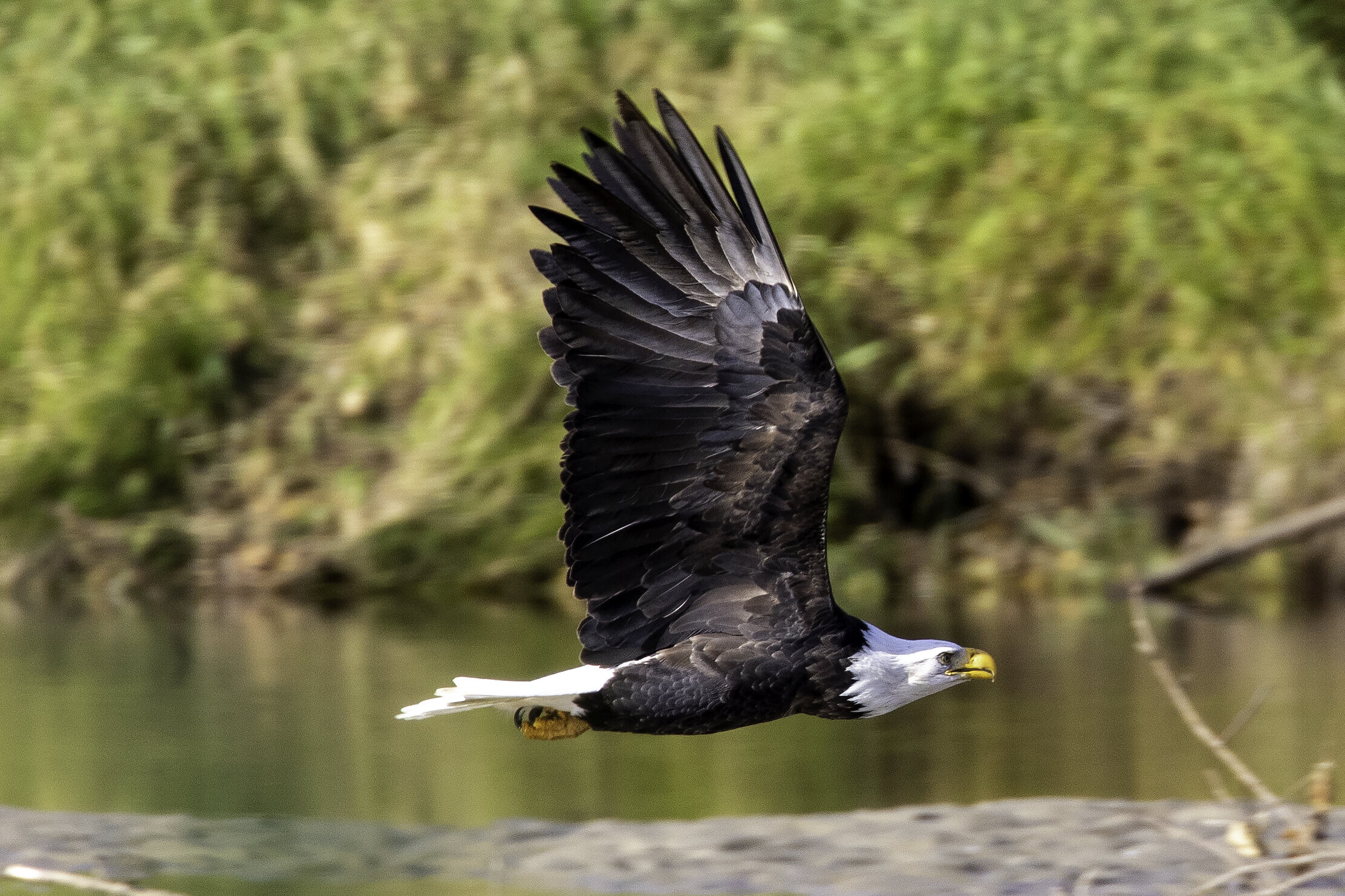 Eagle in Flight