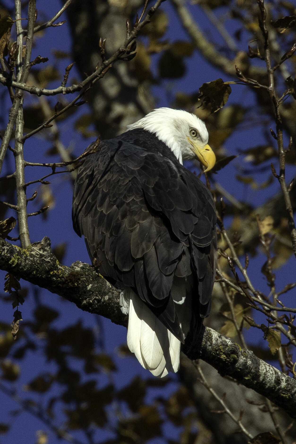 Giving me the eagle eye