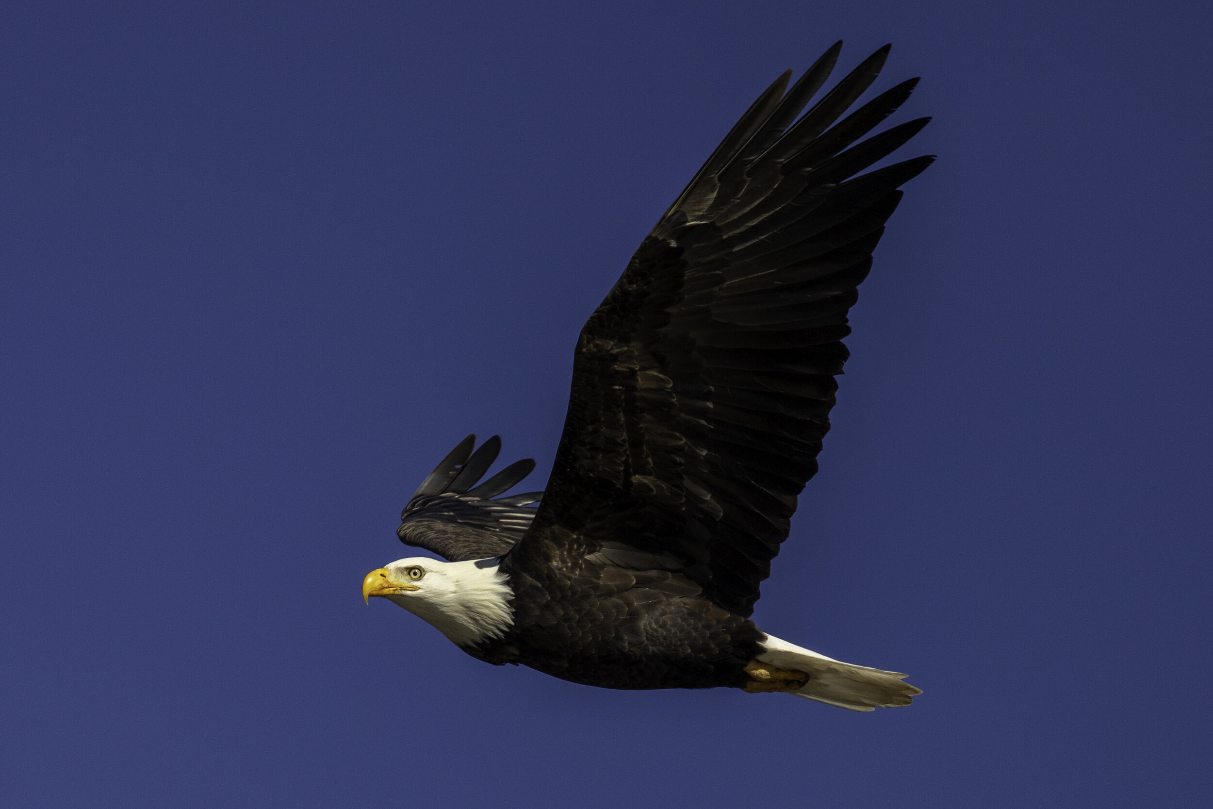 Eagle Fly By