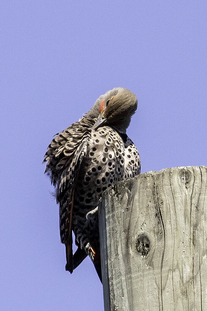 Northern Flicker