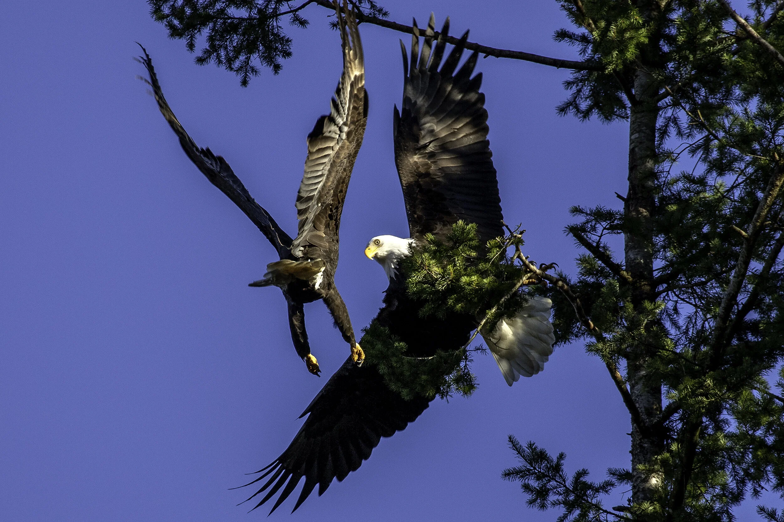Heckle and Jeckle Eagle Style