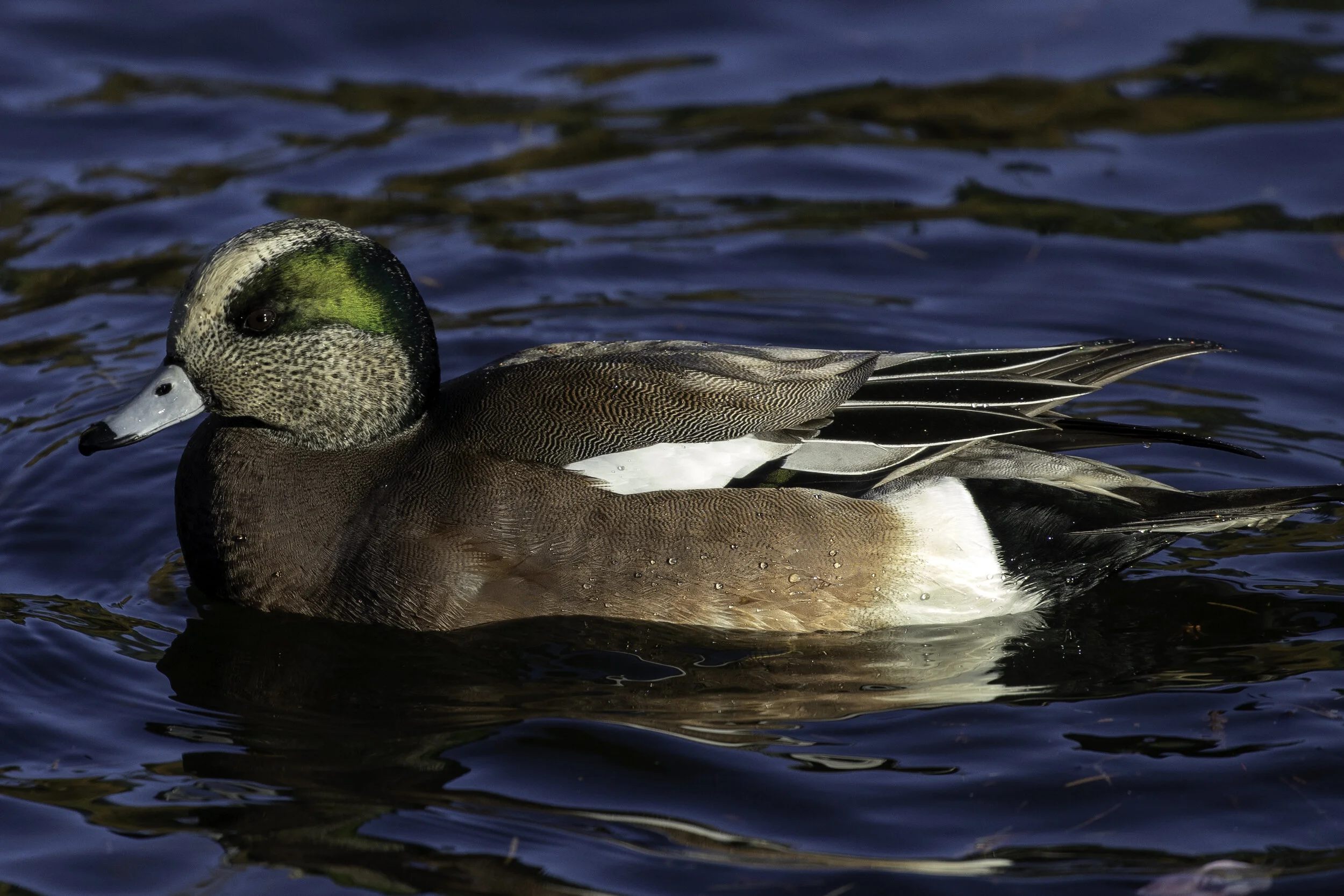 American Wigeon