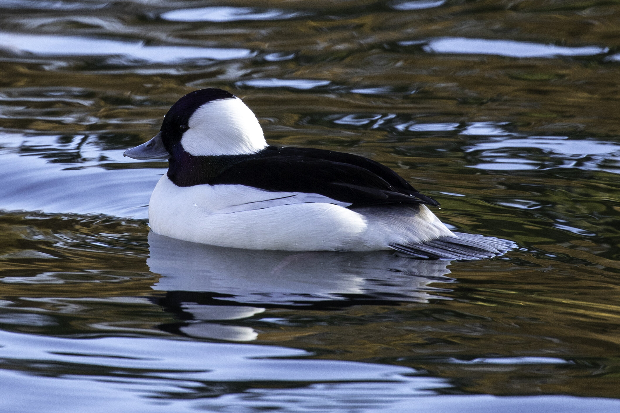 Bufflehead