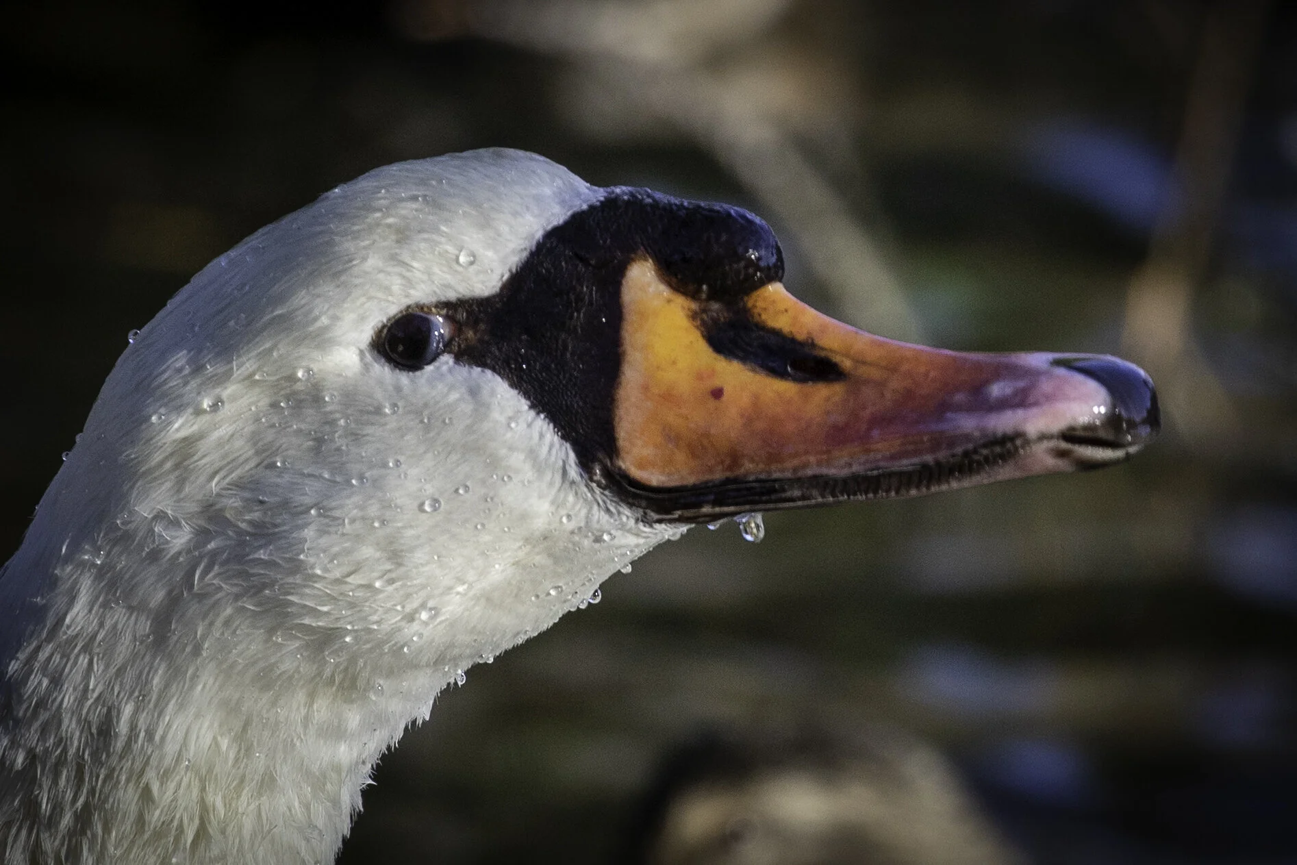 Trumpeter Swan
