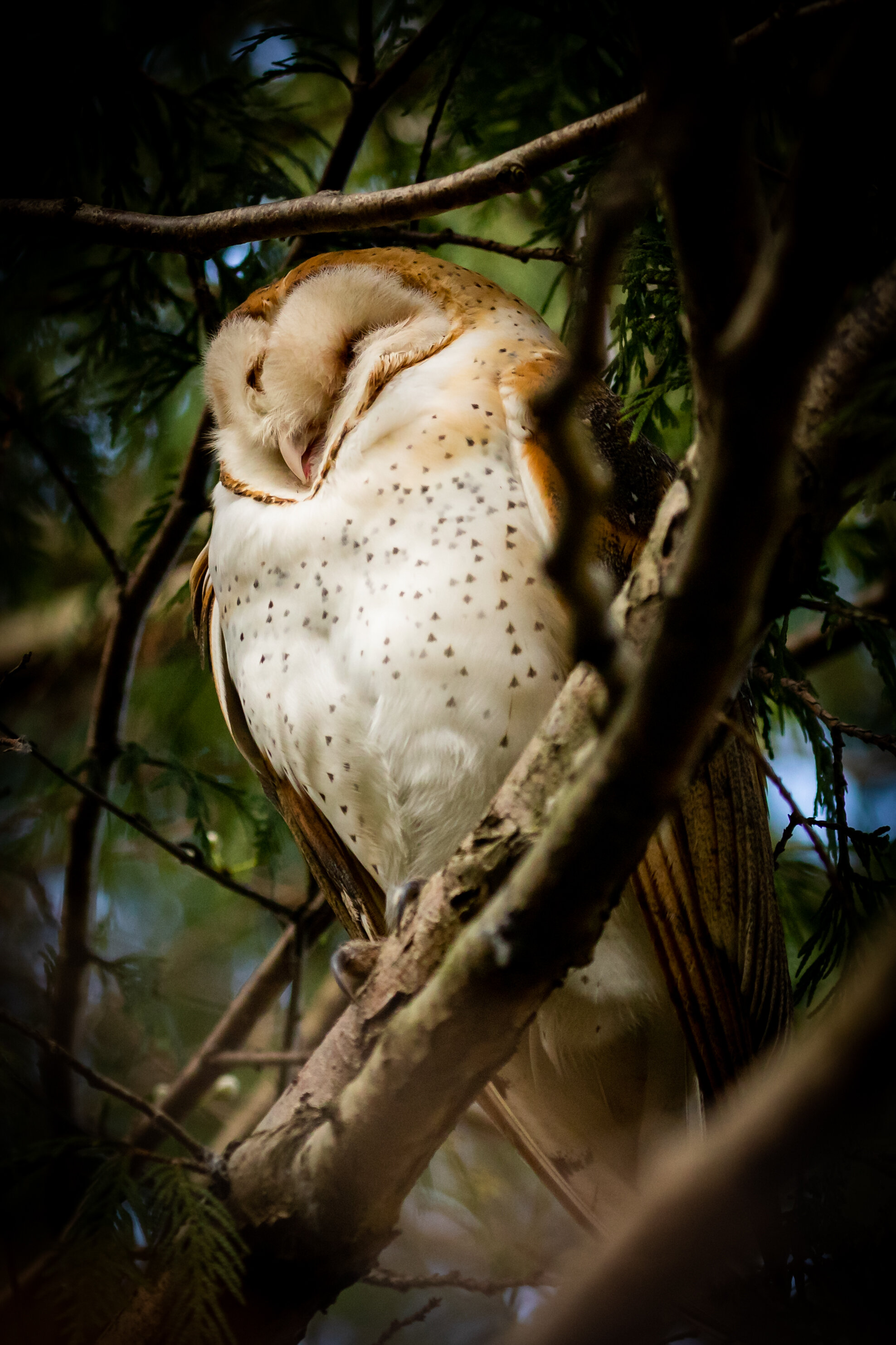 Barn Owl