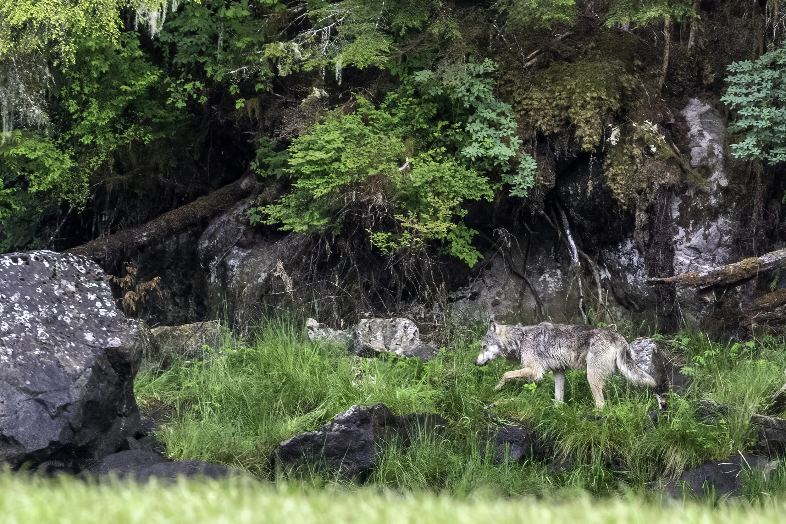 Costal Wolf