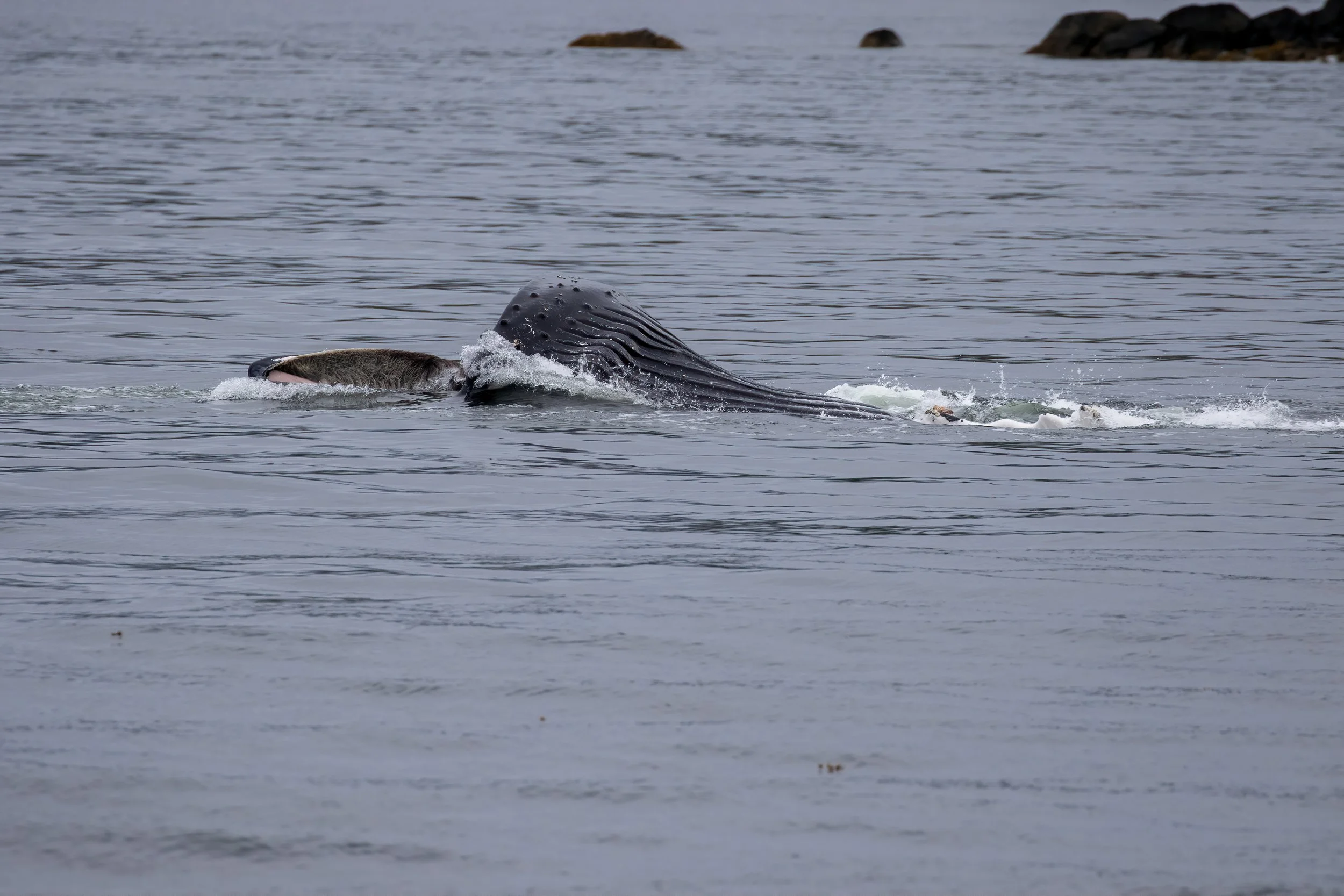 Humpback Lunge