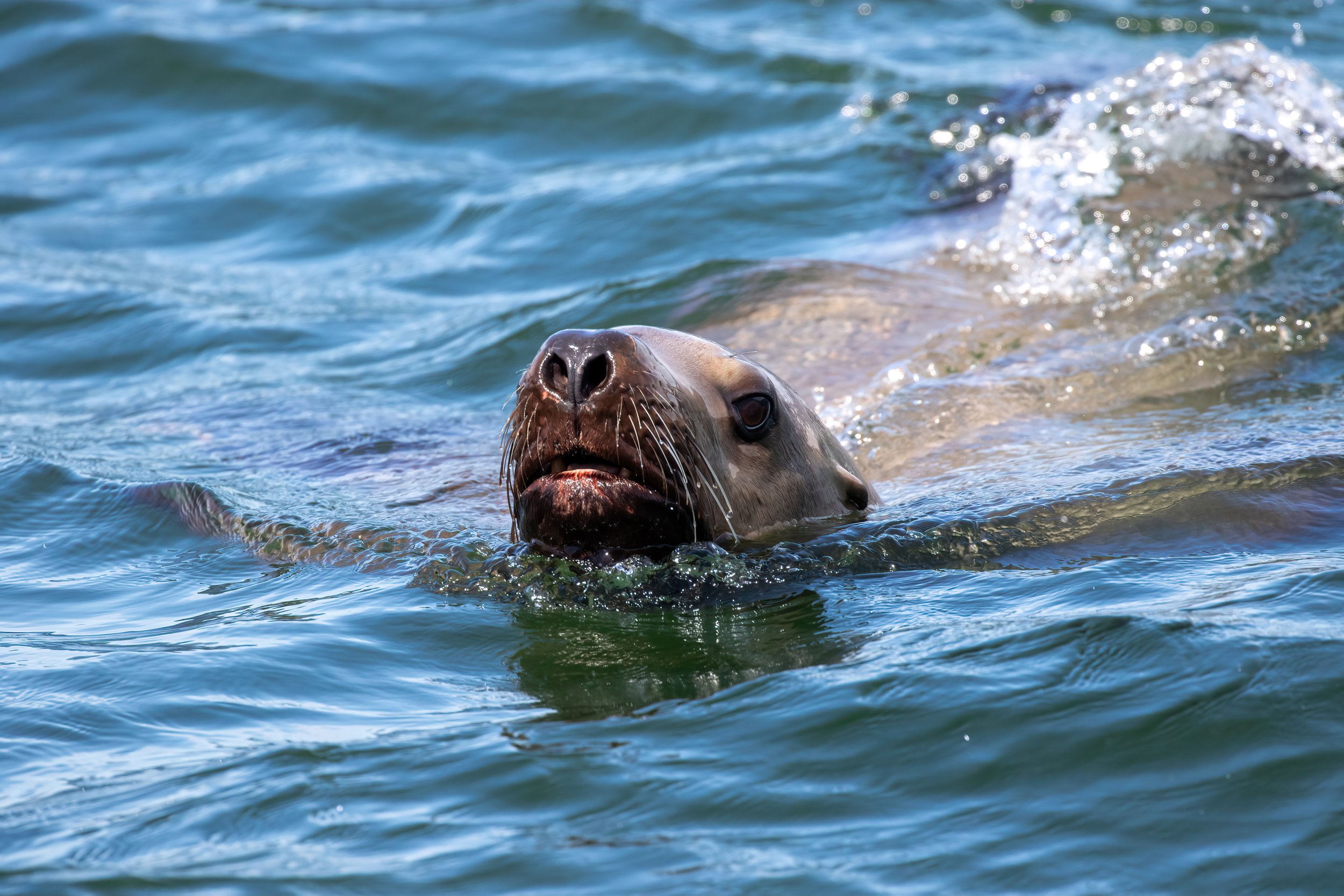 Juvenile Stellar Sealion 