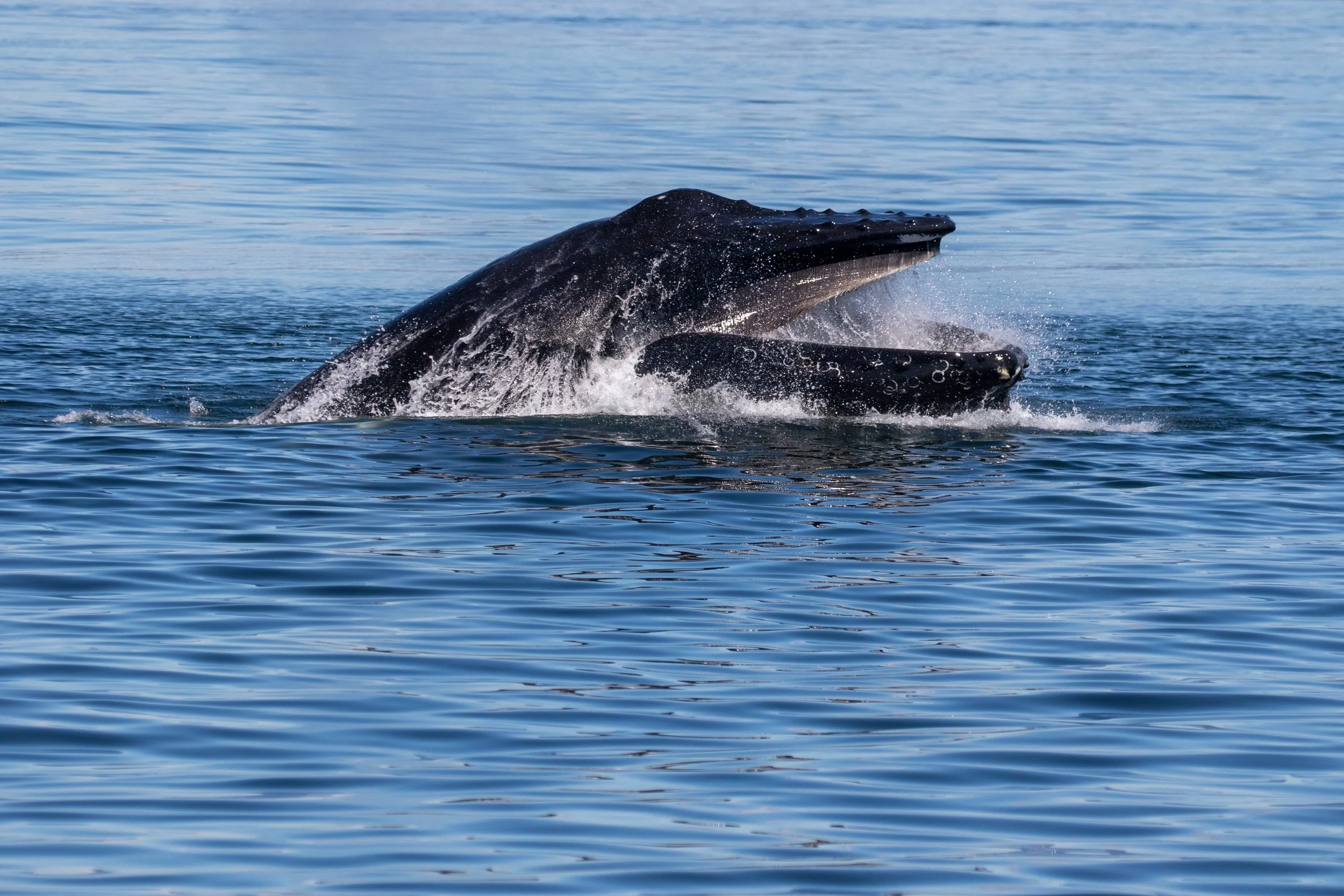 Feeding Humpback