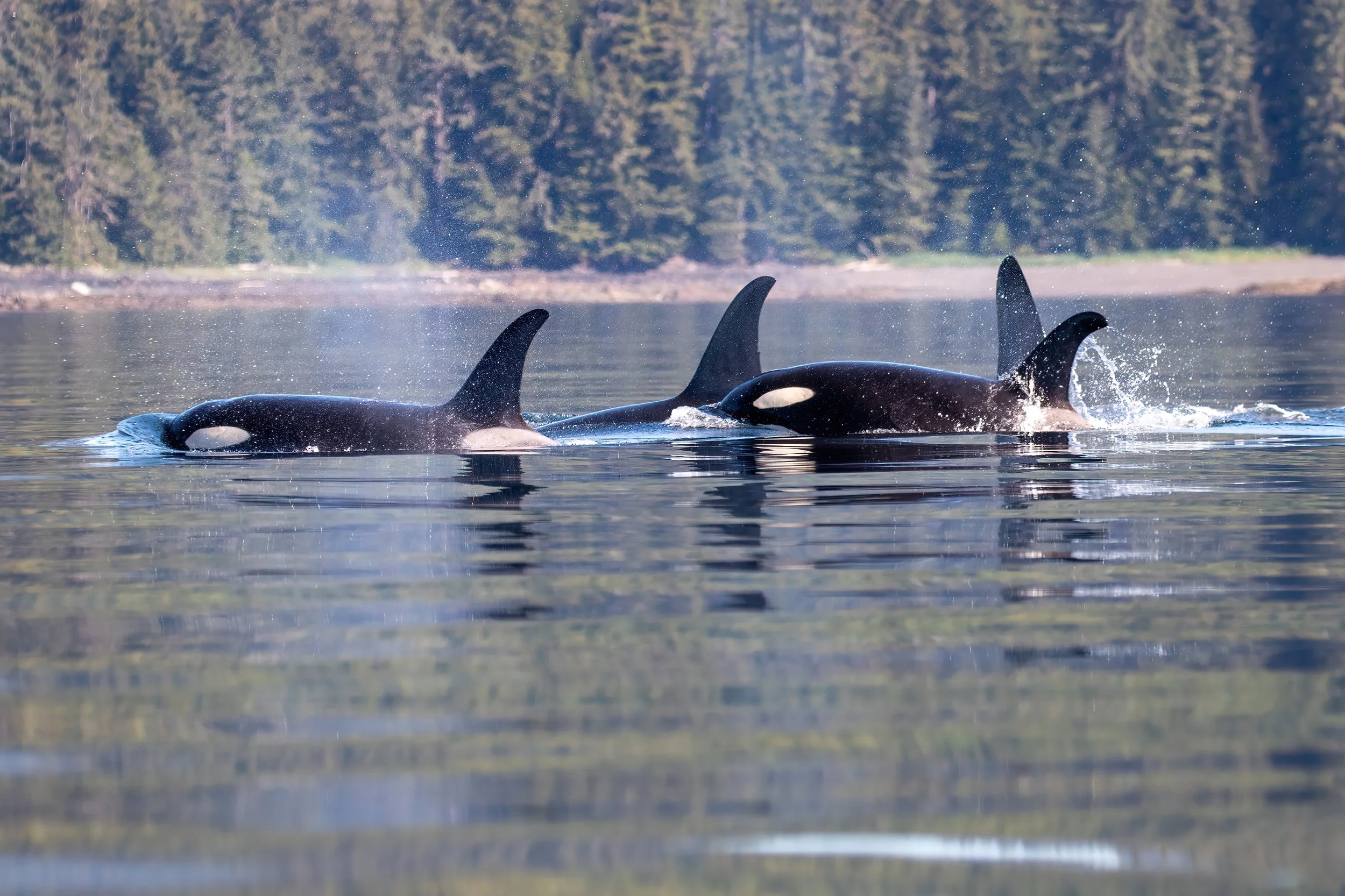 Orca Swim by 