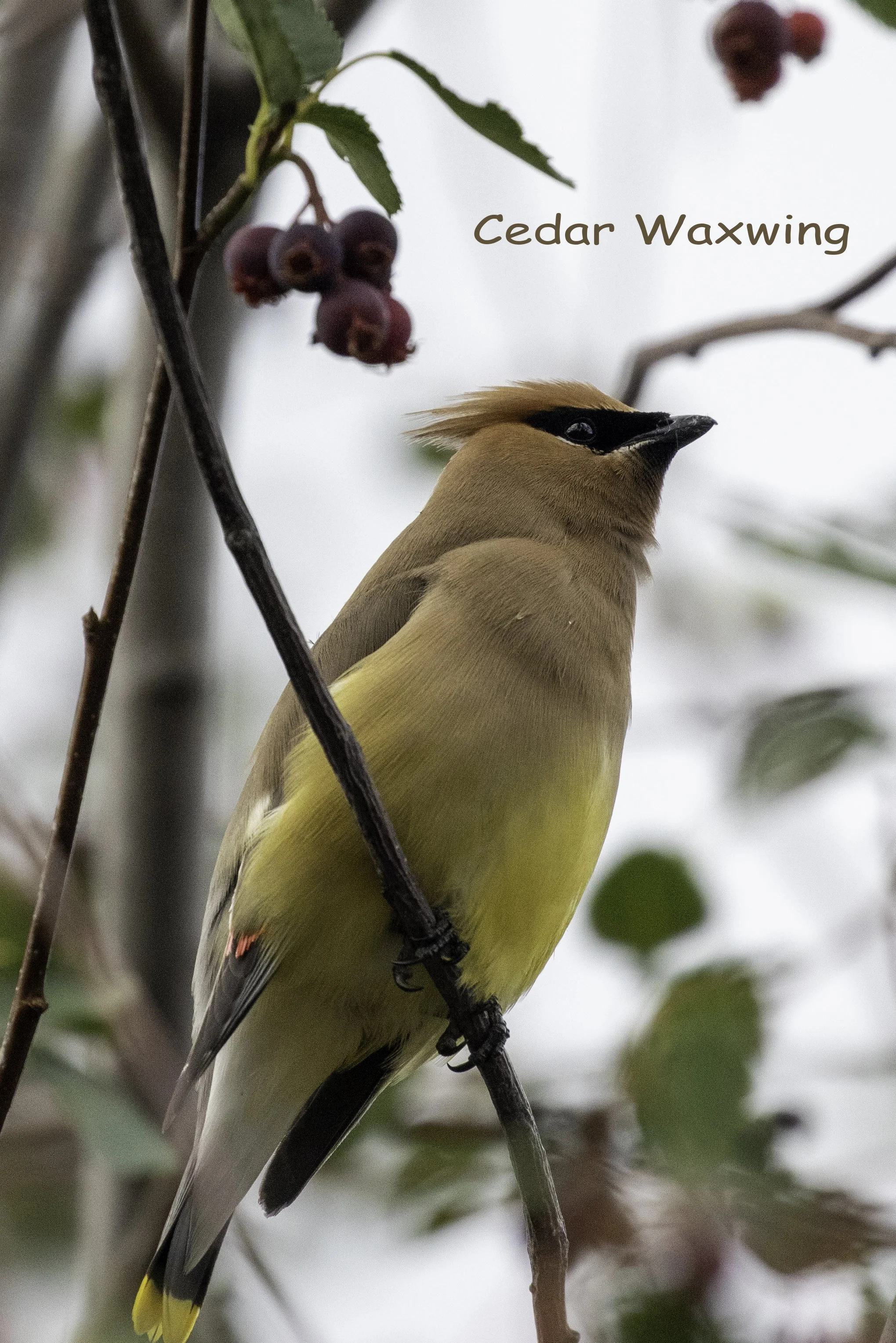Cedar Waxwing