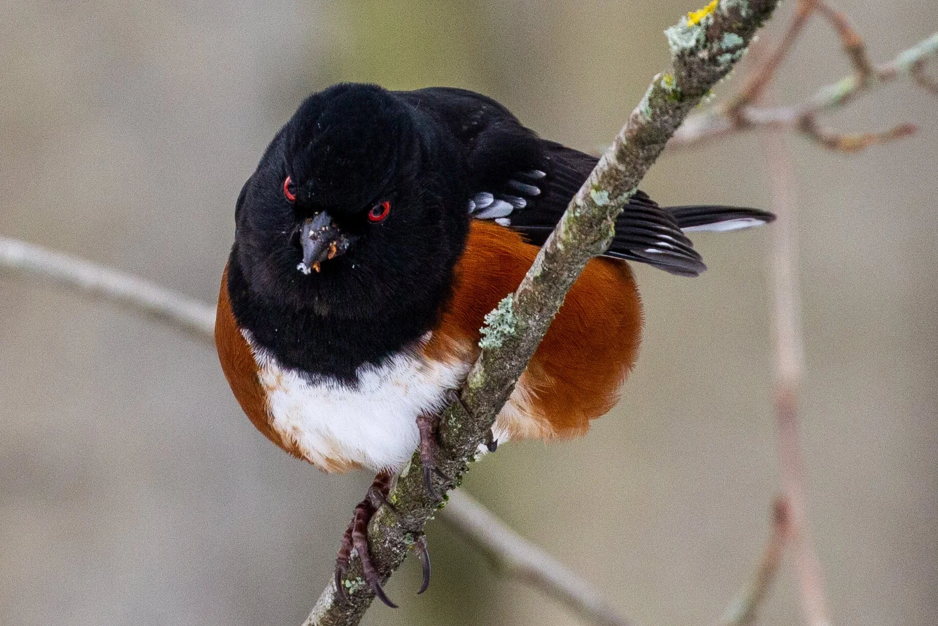 Spotted Towhee