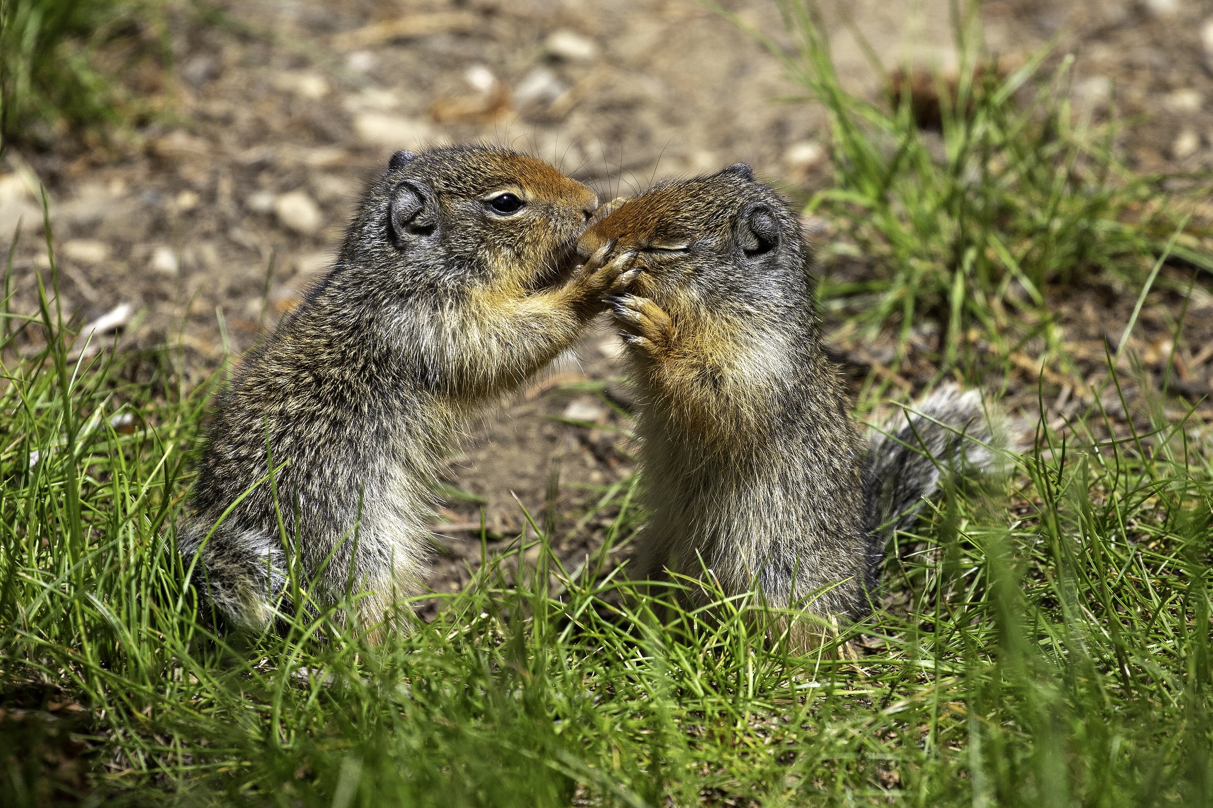 Battling Brothers