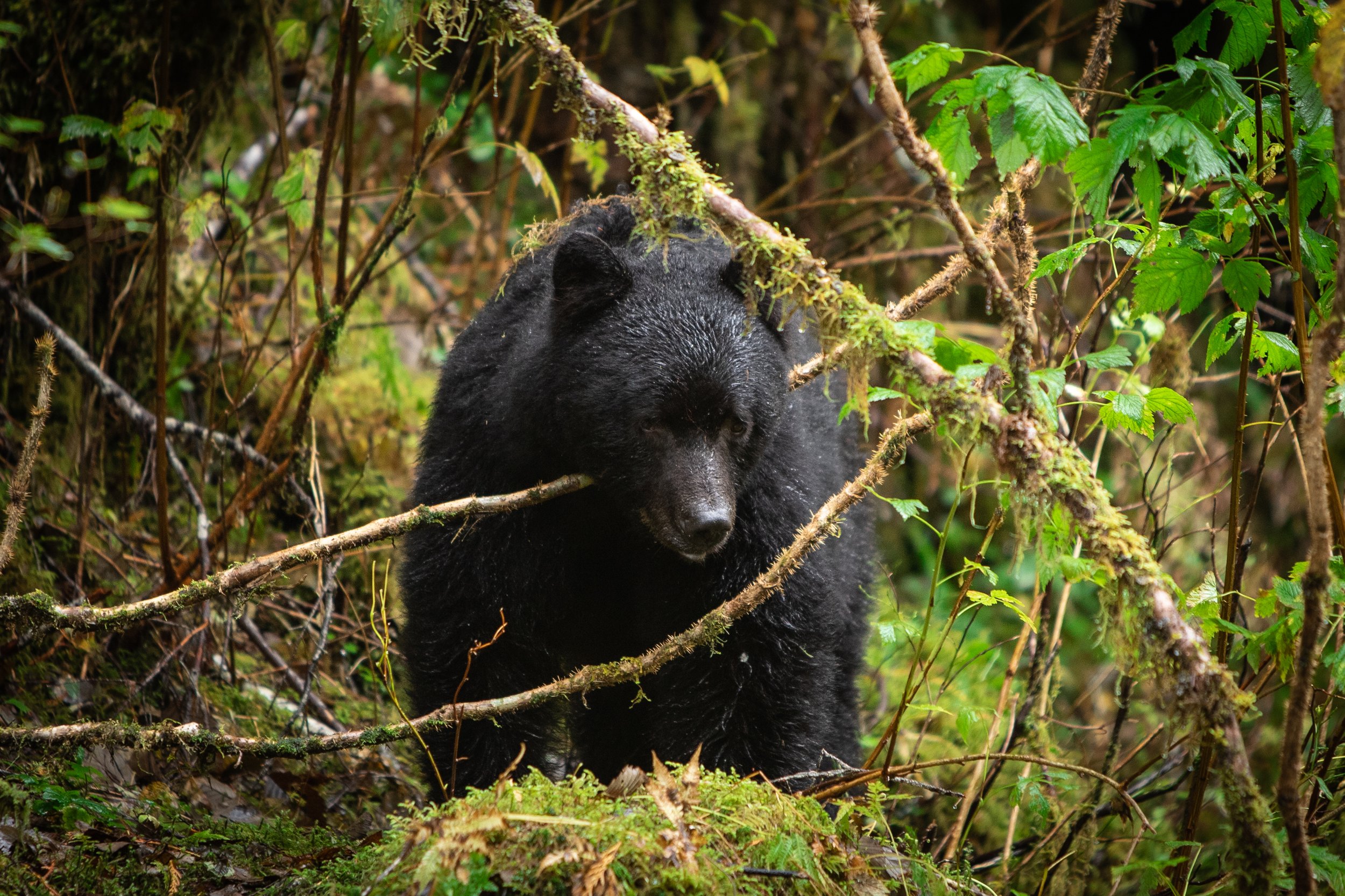 Black Bear