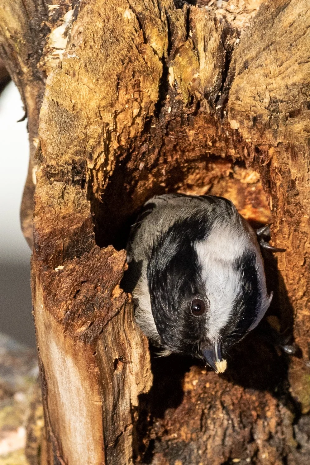Black Capped Chickadee