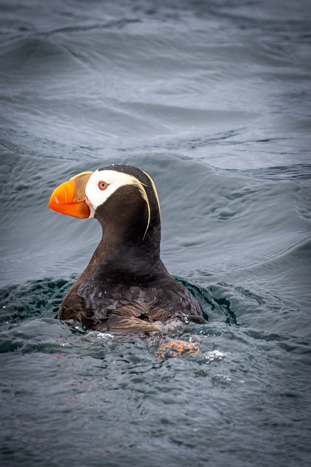 Tufted Puffin