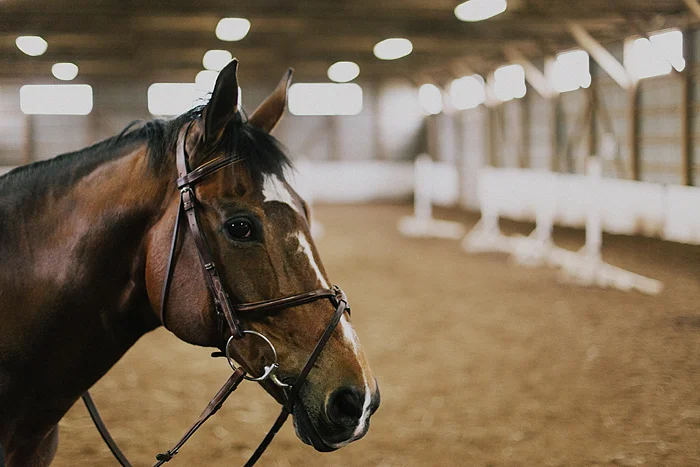 horse-stables-fonthill-070.jpg