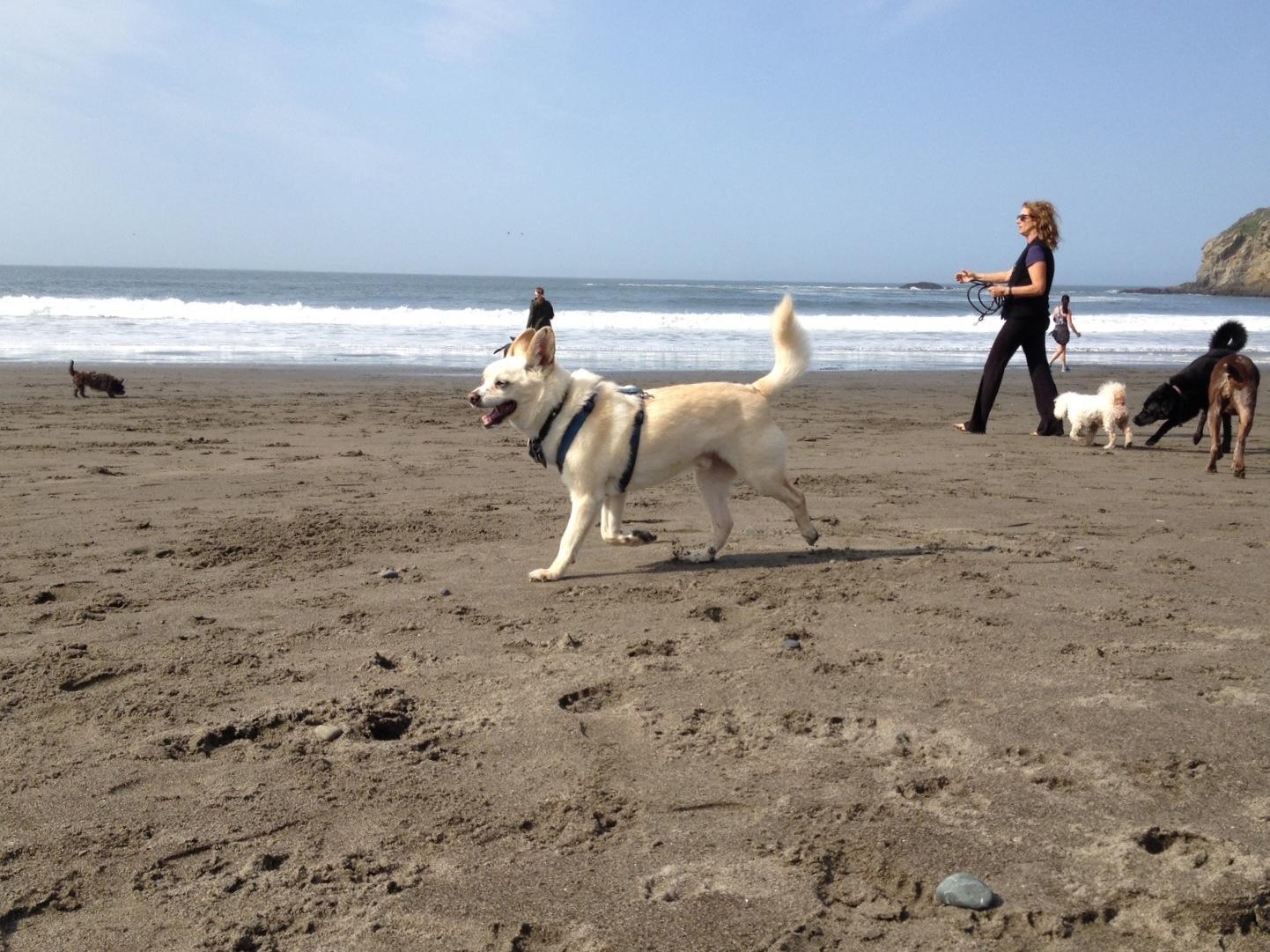 Off-leash dogs and dog walkers at Muir Beach. Image credit: Tiffany Camhi