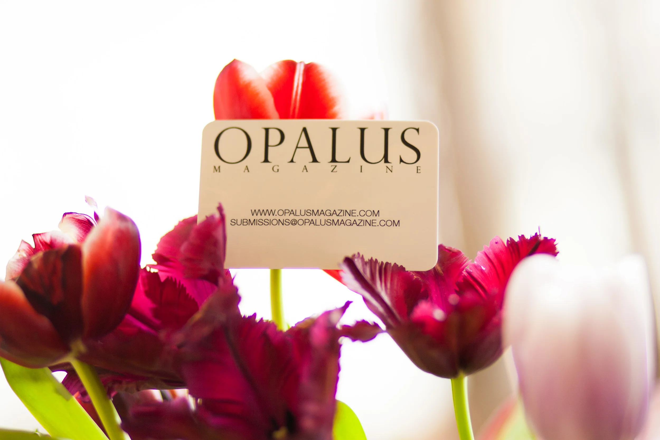 OPALUS_submissions-1.jpg