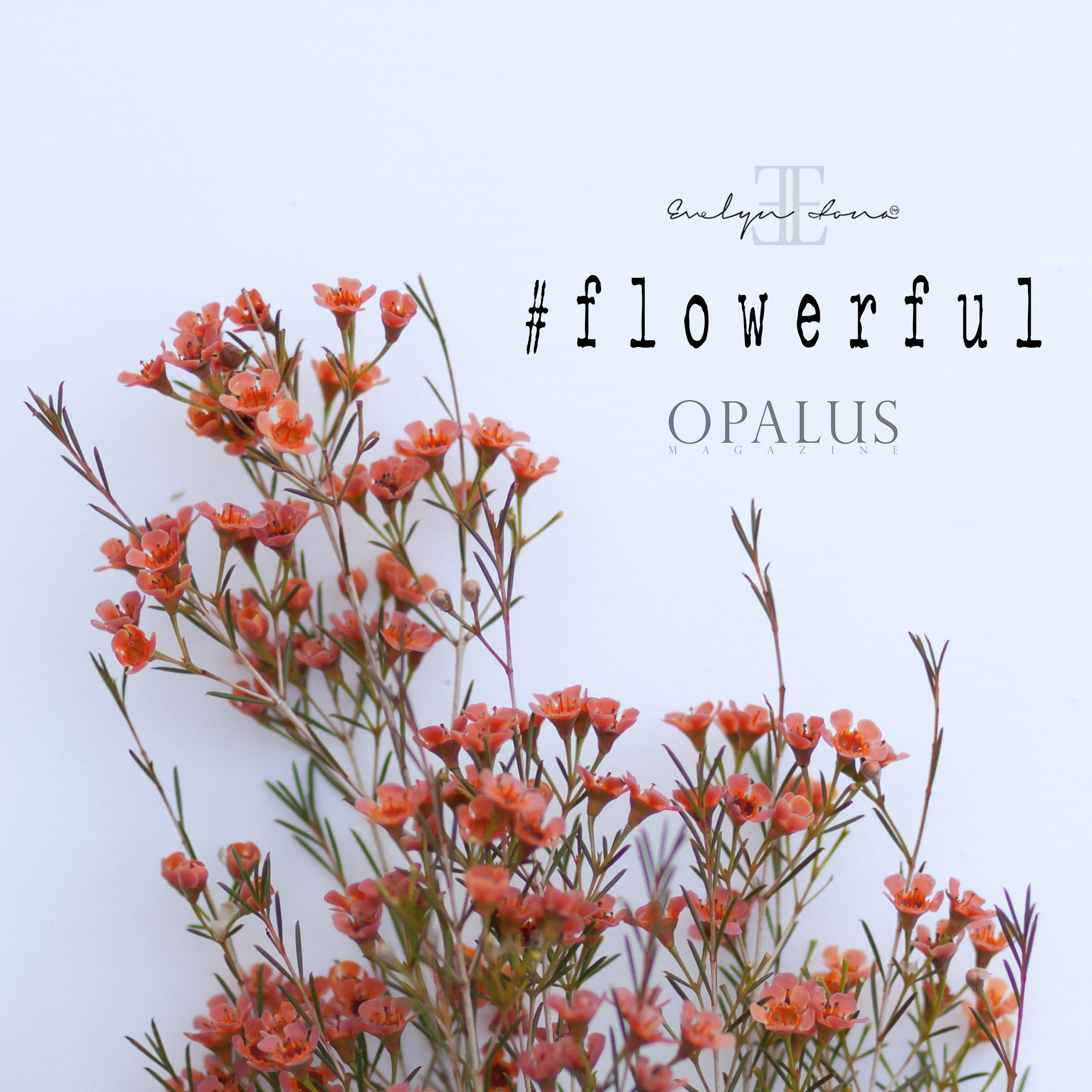 Flowerful_day7.jpg