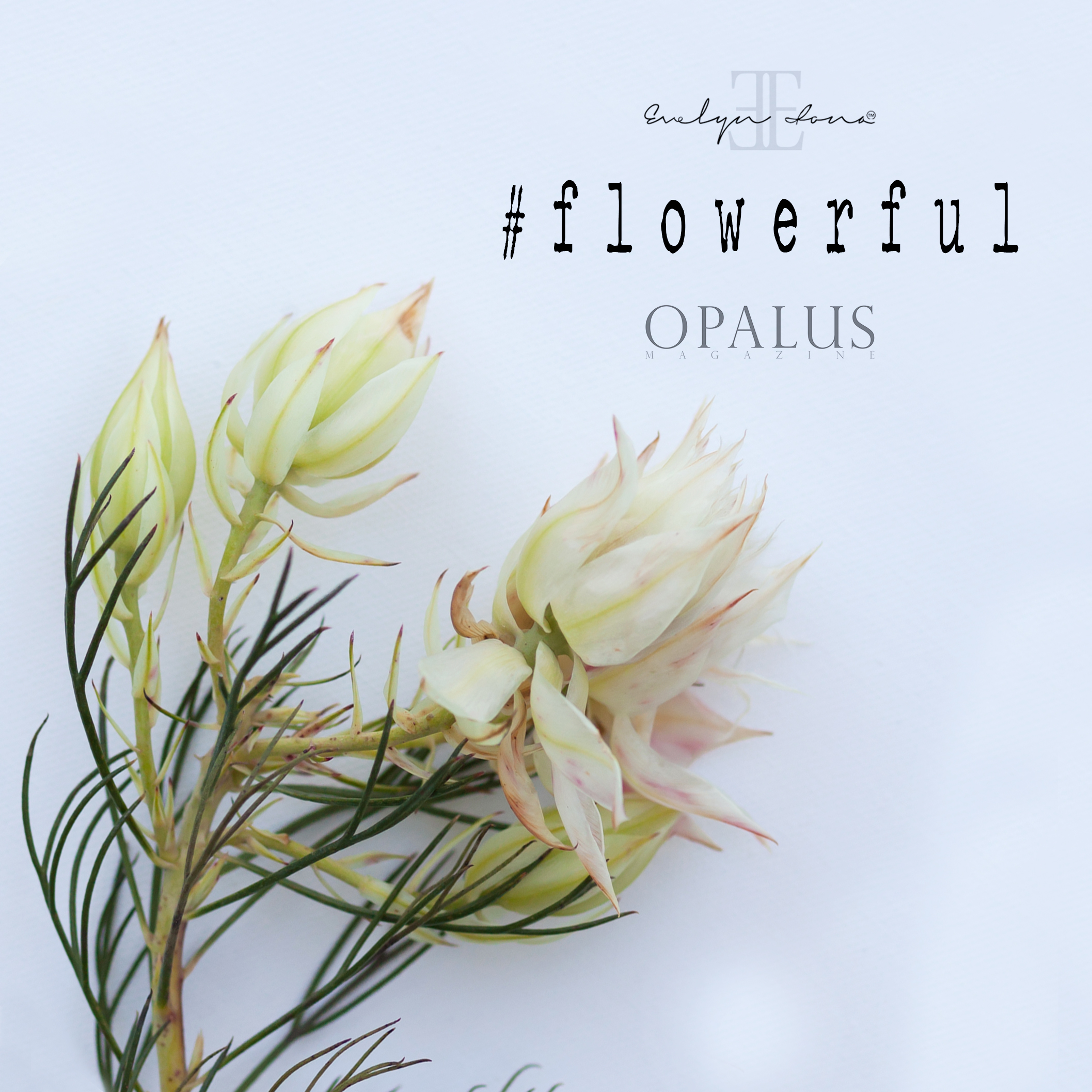 Flowerful_day3.jpg