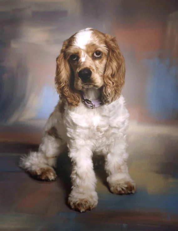 Lacey.jpg