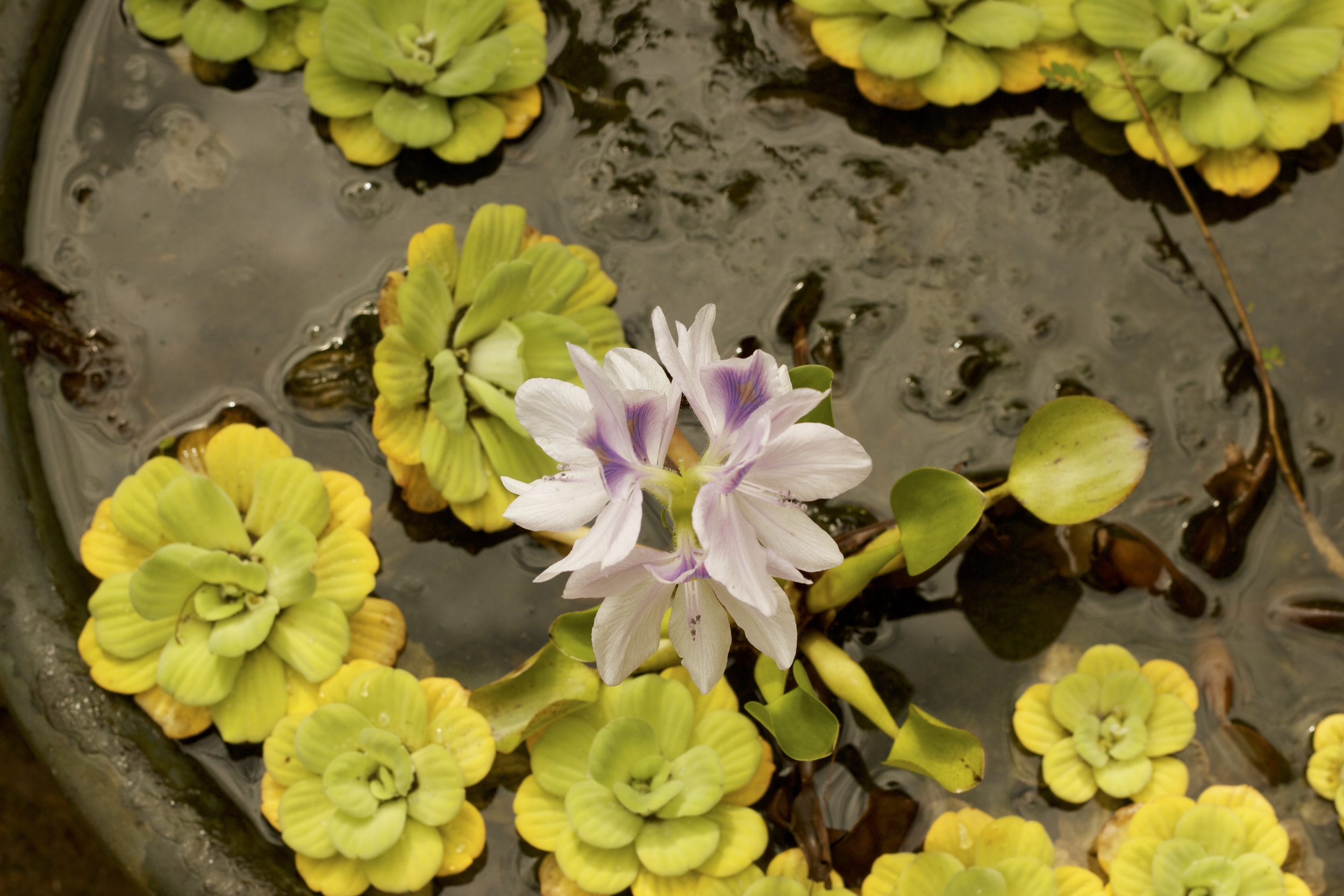 Flor de un día. Quibdó, 2012.