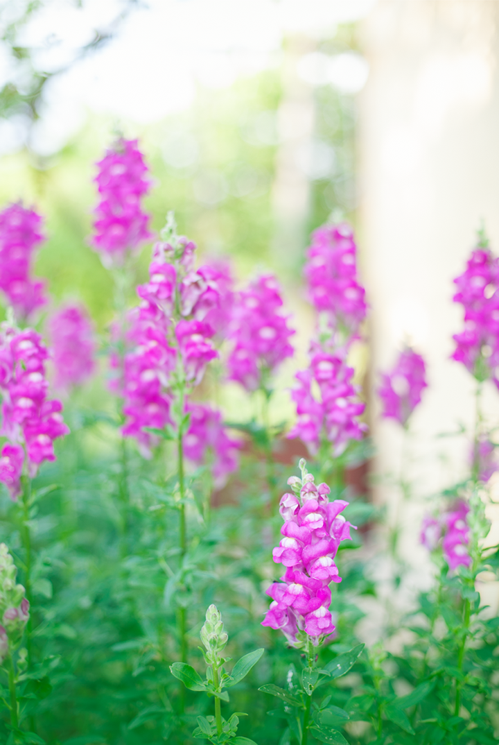 radostina_photography_old_bulgarian_house_garden.png