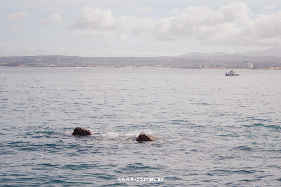 radostina_monterey_bay_aquarium_05c.png
