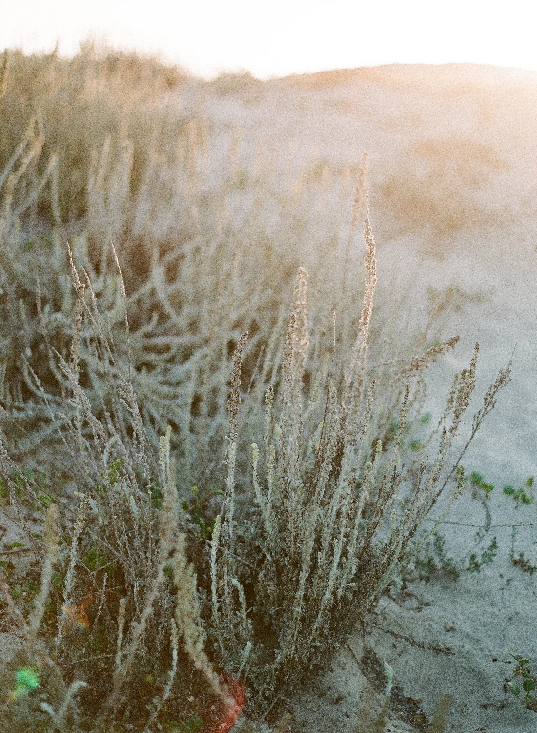 The plants near Moss Landing, California