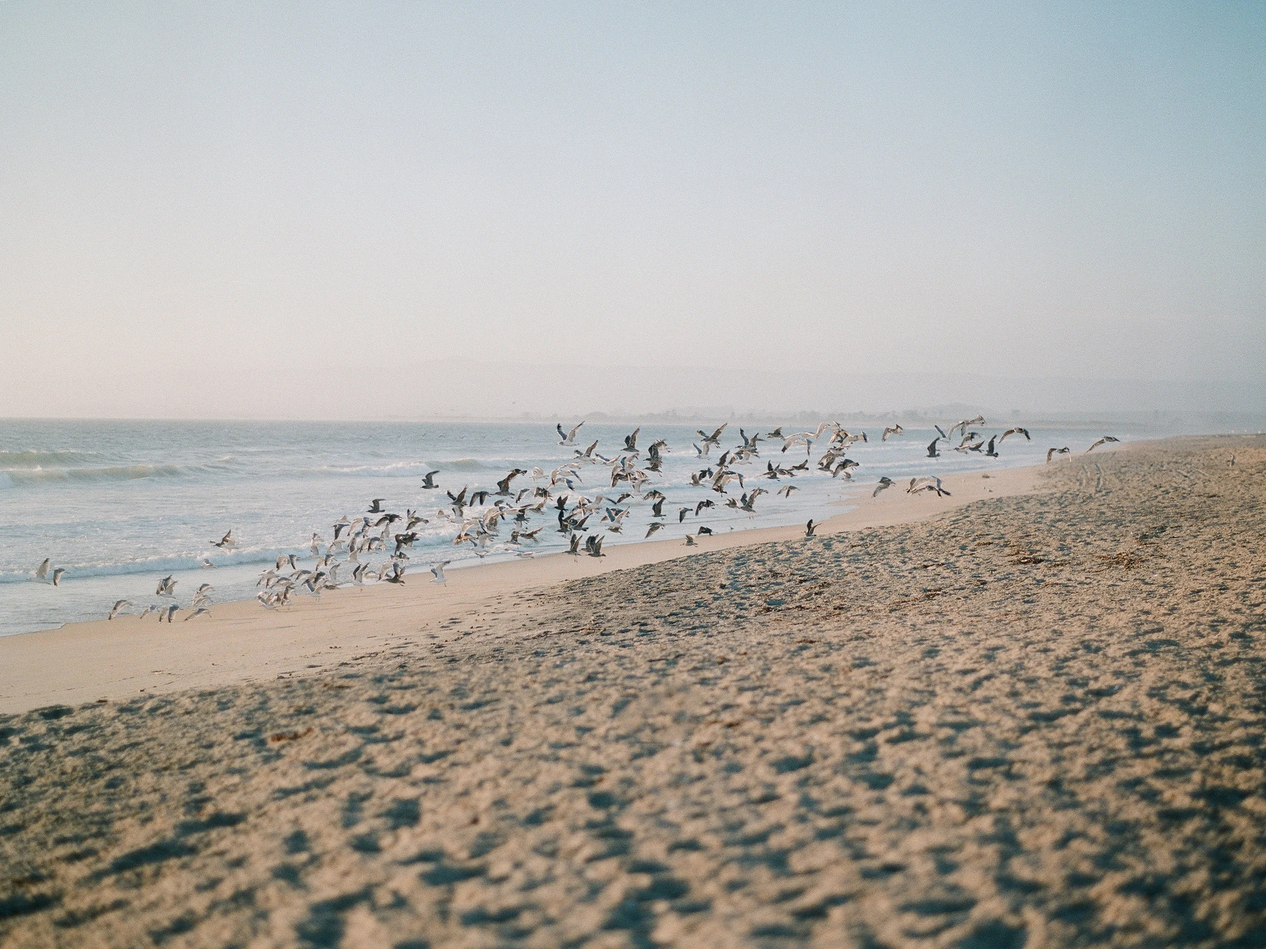 Beach birds california
