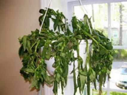 plant
