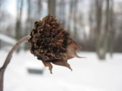 winterflower