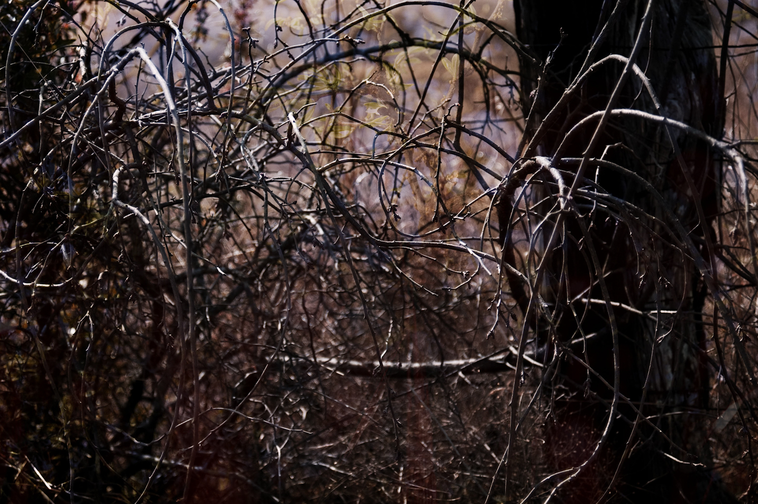 Landscapes6.jpg