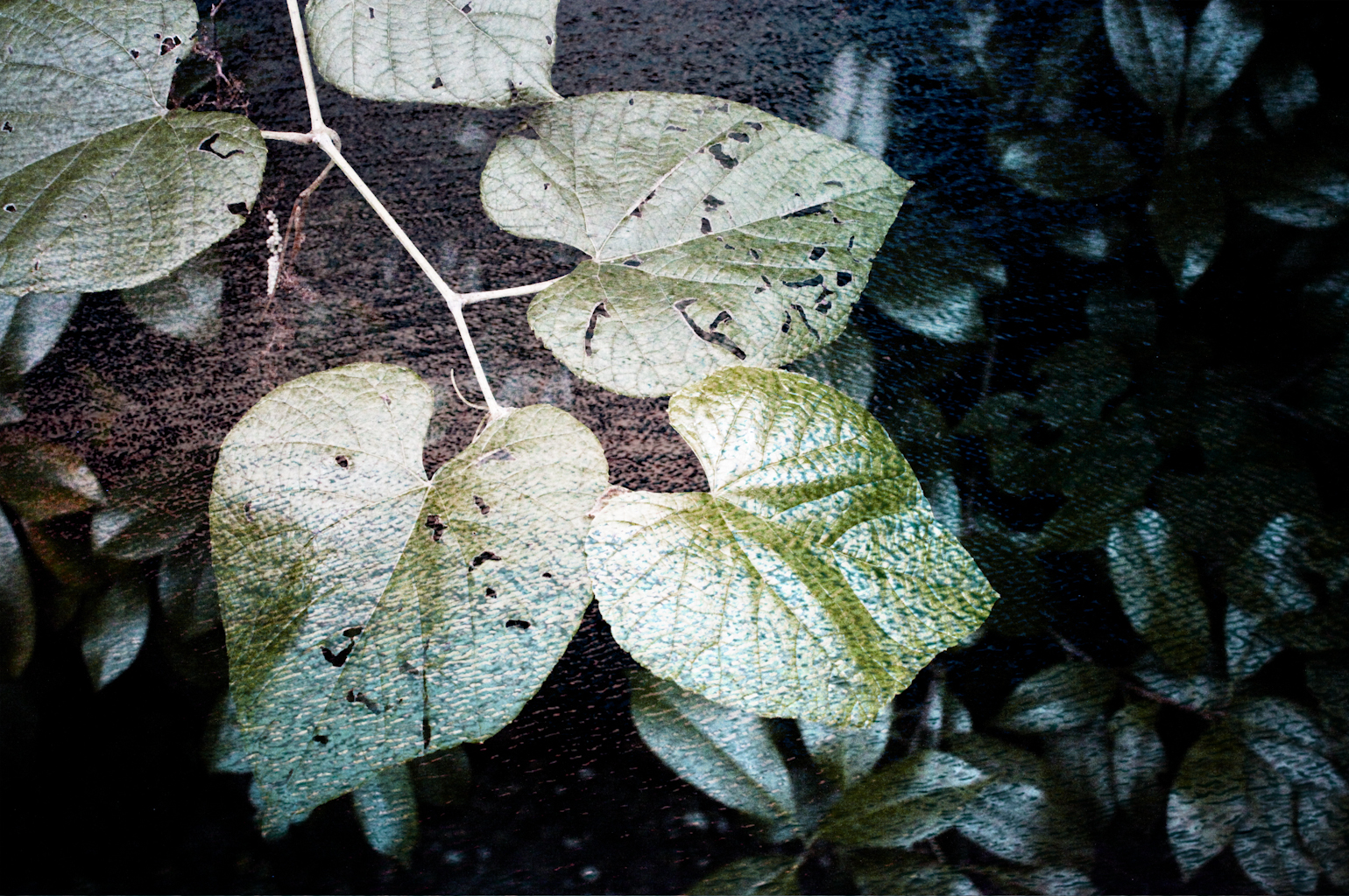 Landscapes9.jpg