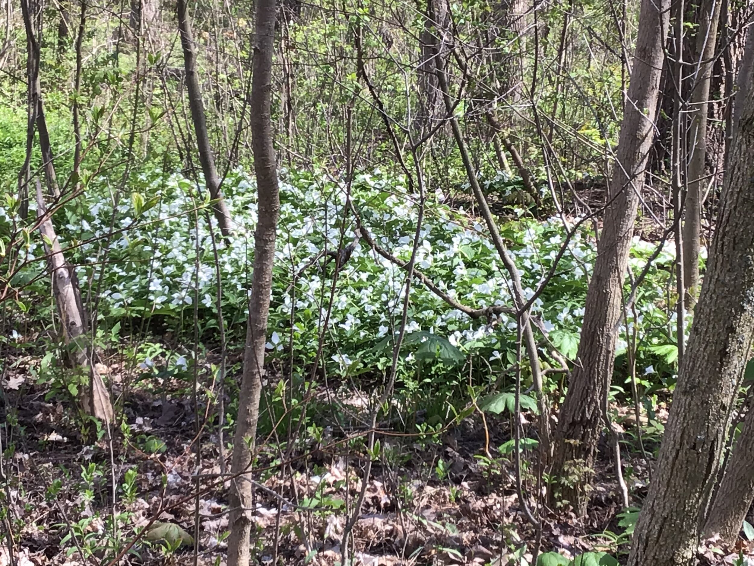 trilliums and may apples.jpg
