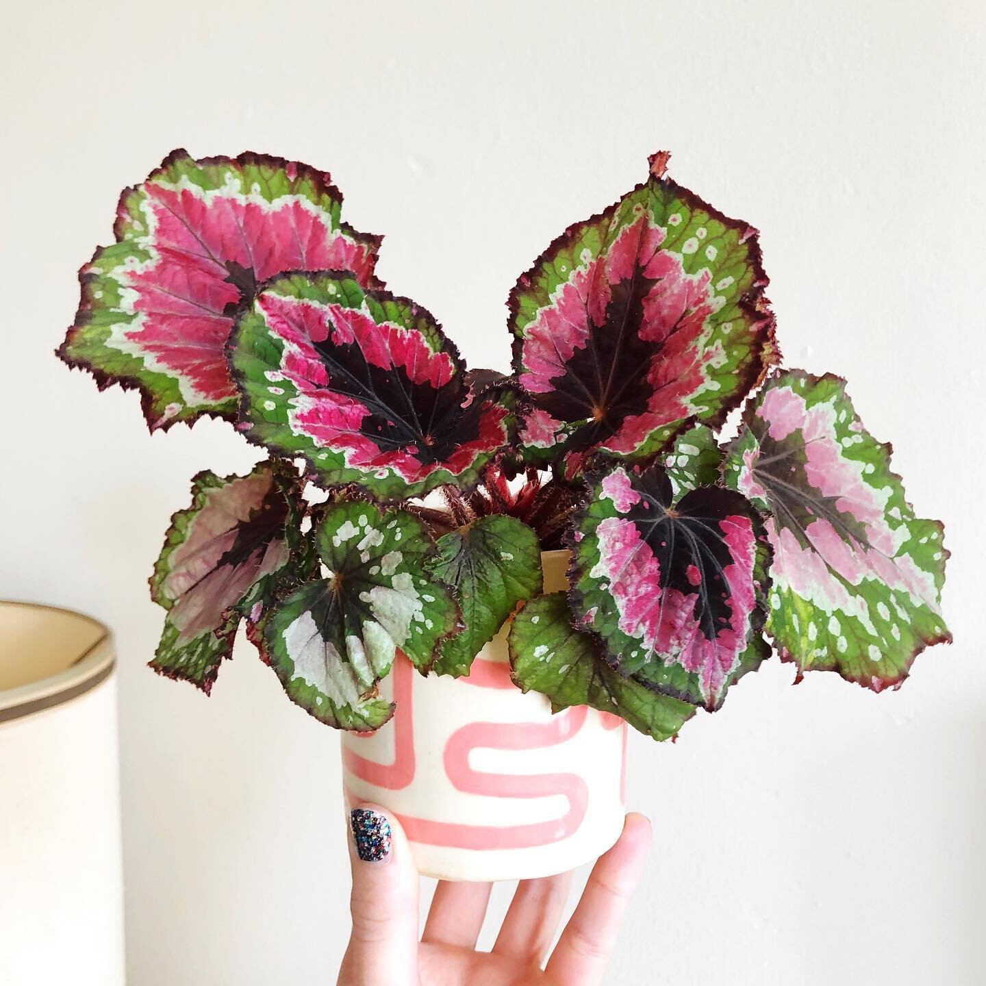 This rex begonia is looking fly in my pot but I think she needs a bigger one! 🌿 #iloveplants #rexbegonia #cutepots #handmadepottery #begonia #houseplants #houseplantlove #plantlady #cuteplants #plantlover