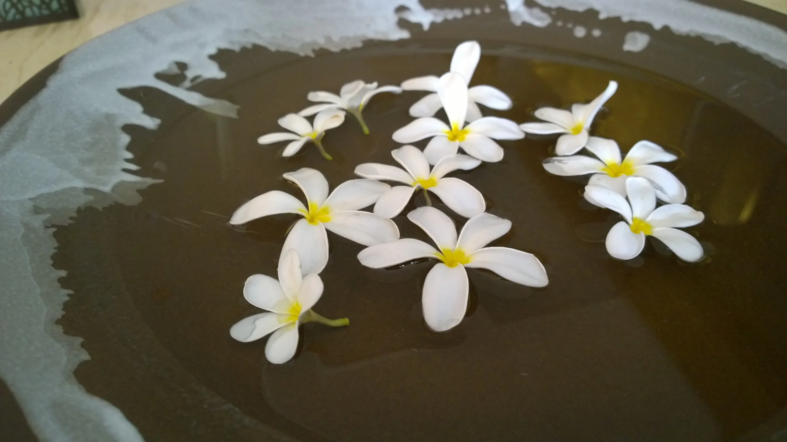 Indian Champa (Plumeria), Delhi