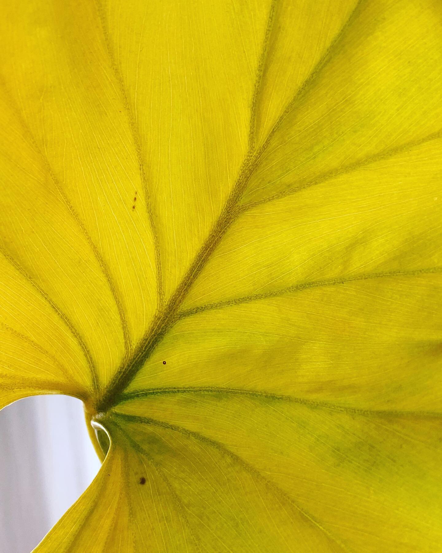One of my #philodendrons is dropping this leaf. The brilliant yellow (and waning chartreuse), transparency, and pattern complexity is too pretty to not photograph. #plantlover