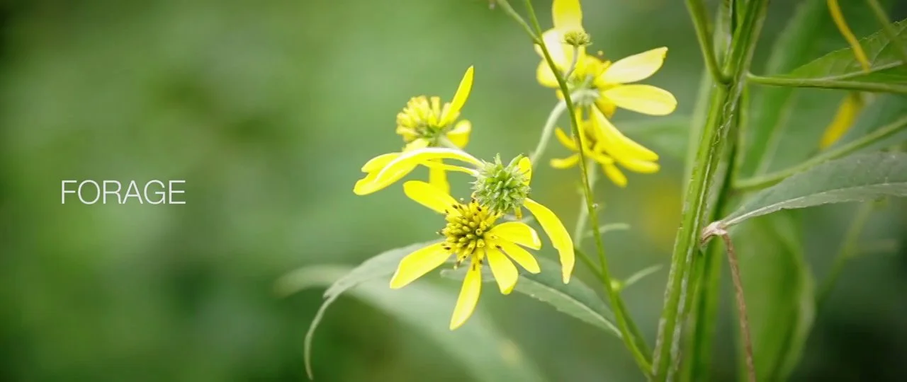 FORAGE