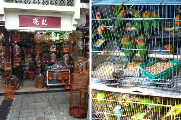 鸟市上卖的鸟笼和鸟。