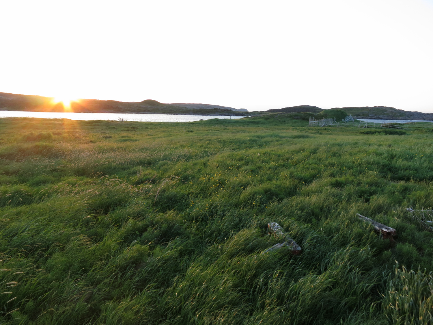 field.jpg