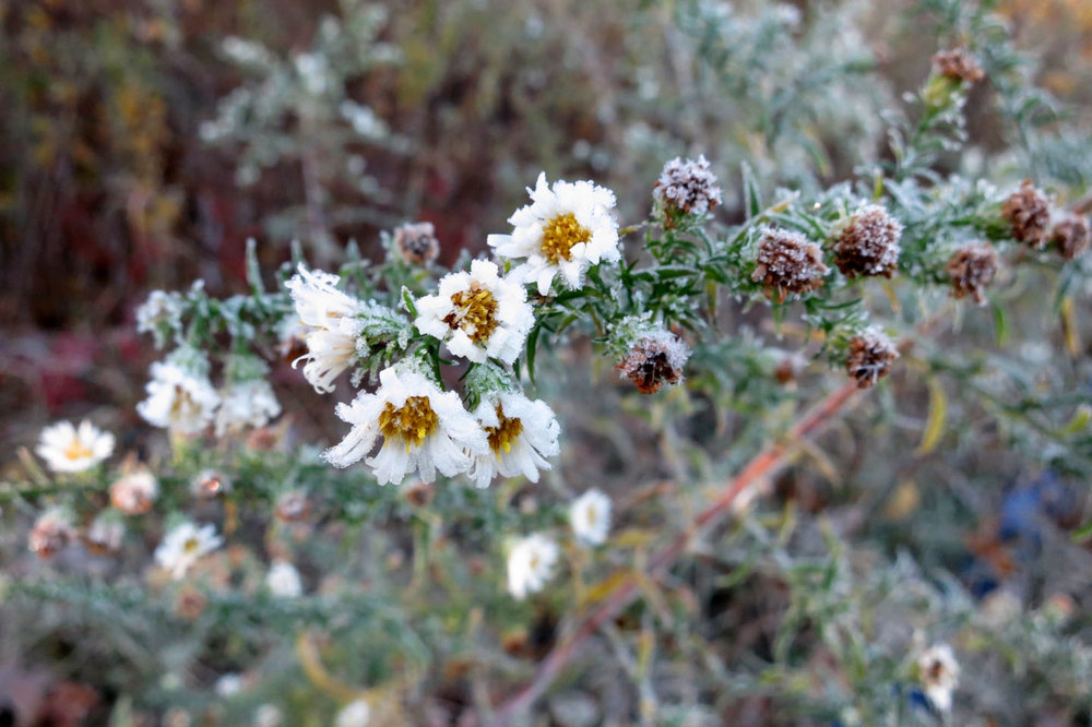 Schmidt_frozen flowers.jpg