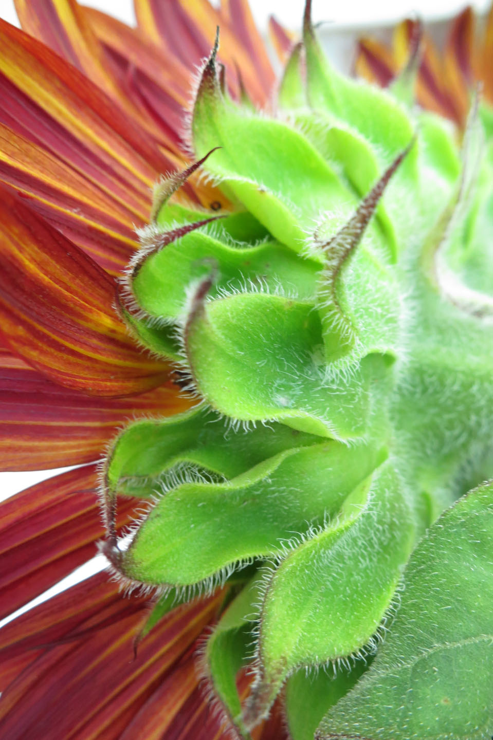 Schmidt_red sunflower.jpg