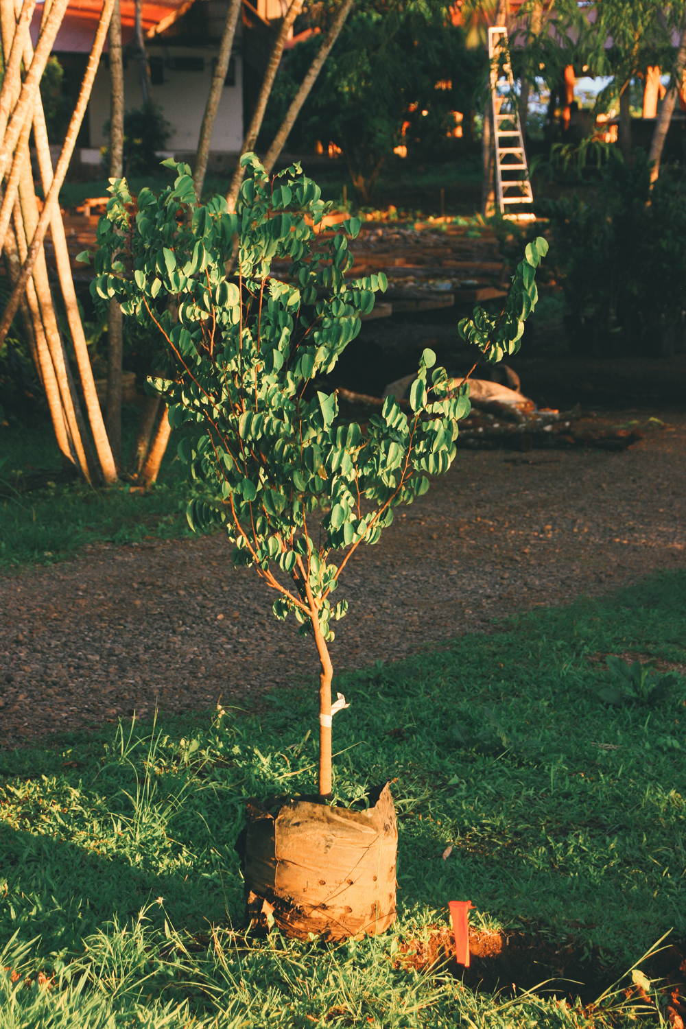 FruitPlanting_04.jpg